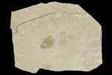 Beetle Fossil- Green River Formation, Utah #101651-1